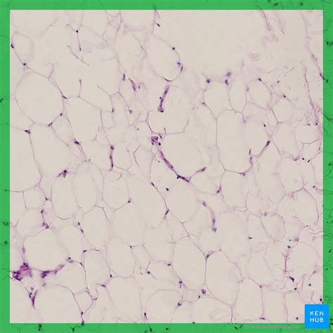 Adipose Tissue Definition Location Function Kenhub