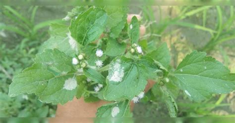 About Ageratum Conyzoides Exploring The Medicinal Wonders Topperone