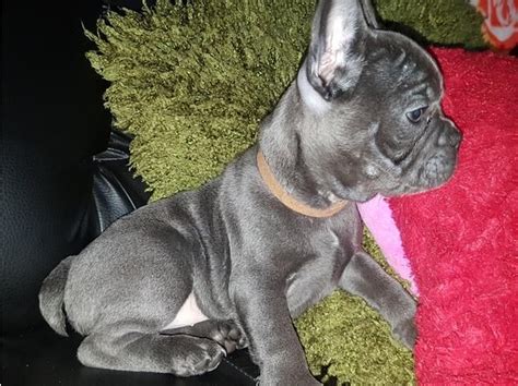 French Bulldog Puppies For Sale Chicago Il 249910