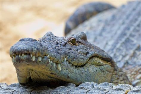 Un Cocodrilo Del Nilo Niloticus Del Crocodylus Foto De Archivo Imagen De Detalle Escalas