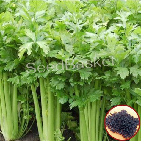 Celery Seeds For Home Terrace Garden