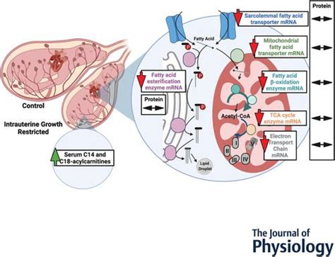 宫内生长受限提高循环酰基肉碱并抑制胎羊心脏中的脂肪酸代谢基因 The Journal of Physiology X MOL