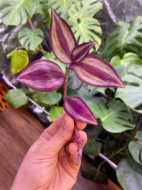 Tradescantia Zebrina Wandering Jew Wandering Dude Inch Etsy