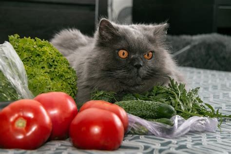 Can Cats Eat Lettuce Should You Let Her Feast On It