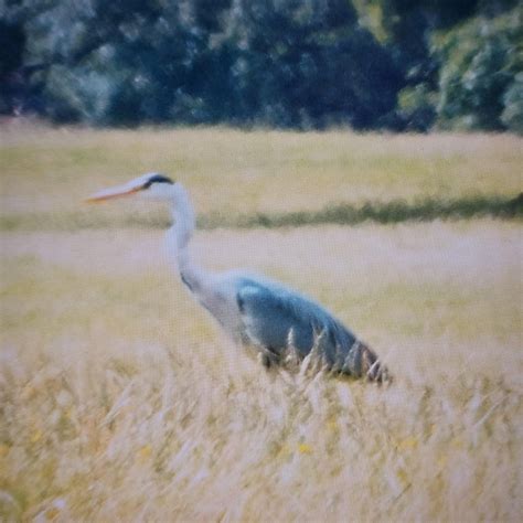 Heron Identification Apologies For Not Great Photo Are They Both