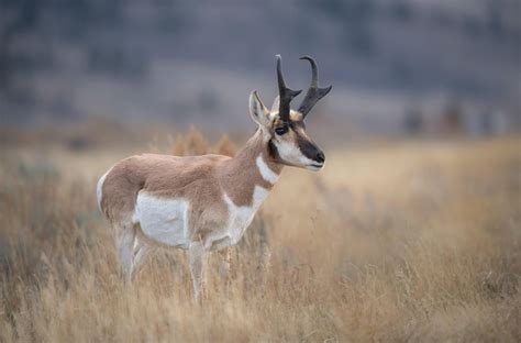 Outrage in Wyoming erupts over public-land auction