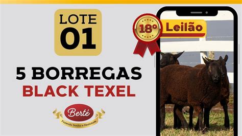 Lote 01 05 Borregas BLACK TEXEL 18º Leilão Fazenda Sonho e