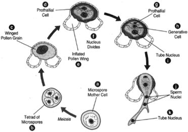 Ciencias de Joseleg 6 REPRODUCCIÓN Y CICLO DE VIDA DE LAS GIMNOSPERMAS