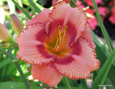 Strawberry Candy Oakes Daylilies