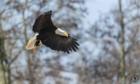 Amerikaanse Zeearend Bald Eagle Debeerzietzevliegen Nl