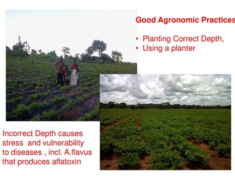 Mitigating The Aflatoxin Challenge Ppt Download