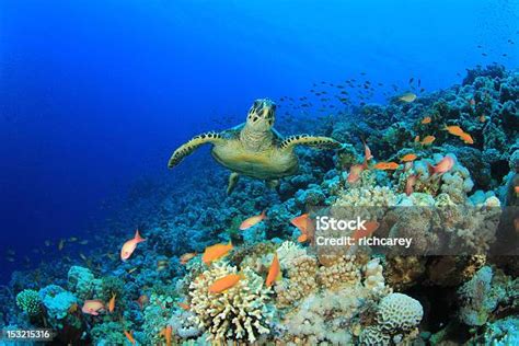 Kurakura Laut Di Terumbu Karang Di Dasar Laut Foto Stok Unduh Gambar