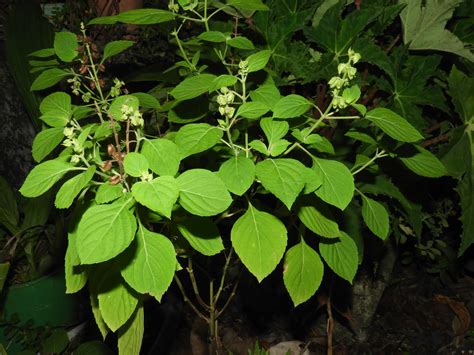 Ocimum Campechianum Mill Albahaca Vascular Plants Of Flickr