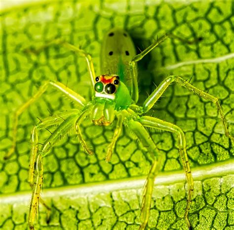 22 COMMON Spiders Found In Colombia 2023 Bird Watching HQ