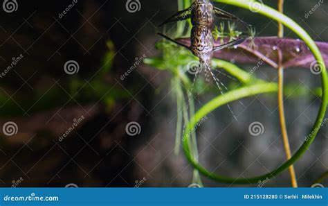 Pez Mariposa De Agua Dulce Depredador Pantodon Buchholzi Foto De