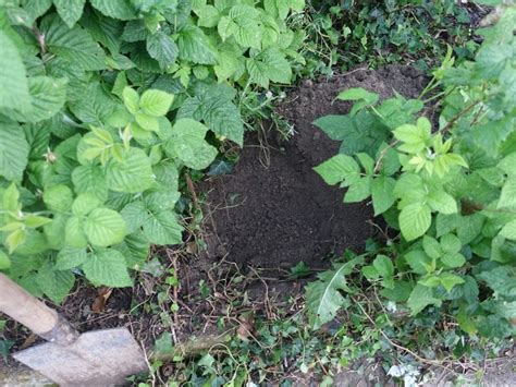 Planter Un Framboisier Le Potiblog