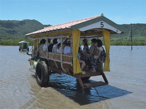 Water Buffalo Drawn Cart For Sightseeing In Yubu Island Okinawa Japan