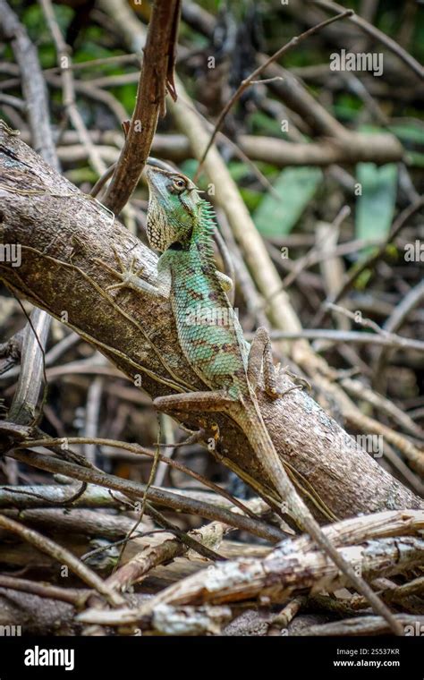 Crested Lizard In Jungle Khao Sok National Park Thailand Crested
