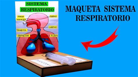 Nfl Youtube Development Crafts Lungs Gadgets Dibujo Manualidades