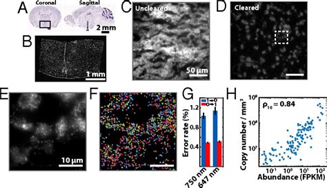 High Performance Multiplexed Fluorescence In Situ Hybridization In