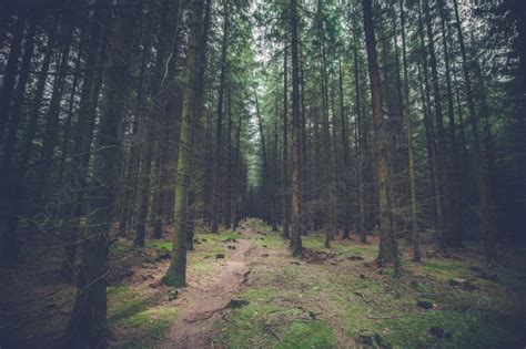 Hutan Pinus Gelap Dengan Pohon Pohon Tinggi Seram Foto Latar Belakang Dan Gambar Untuk Download