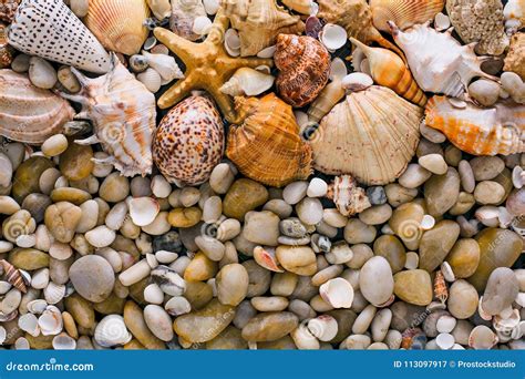 Conchiglie E Fondo Dei Ciottoli Pietre Naturali Della Spiaggia