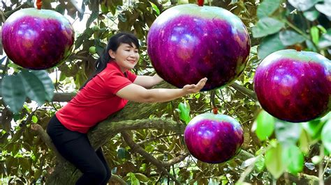 How To Harvest Star Apple Goes To The Market Sell Harvesting And Cooking Tieu Vy Daily Life