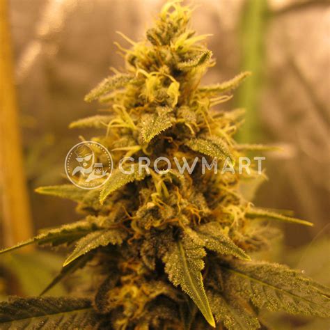 World Of Seeds Afghan Kush Regulérní Semínka Konopí Growmartcz