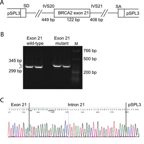 Exon trapping analysis. (A) Structure of the exon trapping vector pSPL3 ...