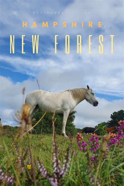 What To Do In The New Forest Top 20 Must Visit Places