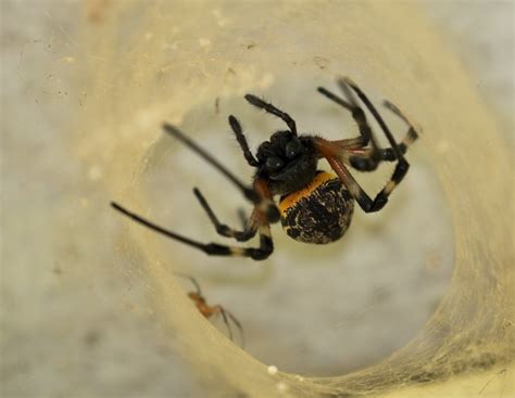 African Hermit Spider From Paranapiacaba Santo Andr Sp Brasil On