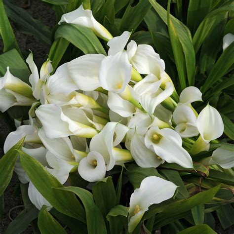 Pure White Calla Lily Bulbs For Sale Calla Bridal Bliss Easy To