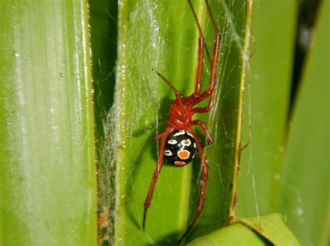 8 Of The World’s Most Venomous Spiders - OutsideResource