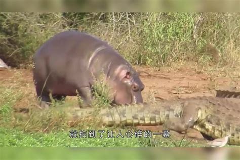 鳄鱼一口咬住河马幼崽，河马妈妈率领族群，围攻鳄鱼！河马鳄鱼妈妈