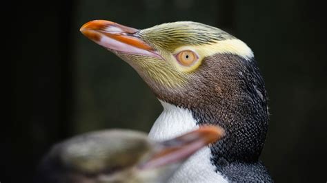 New Zealand’s Bird of the Year: A shy penguin wins after campaign filled with memes and tattoos ...