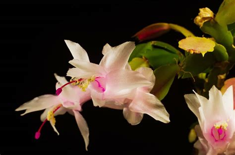 Thanksgiving Cactus Plant Care Plantly