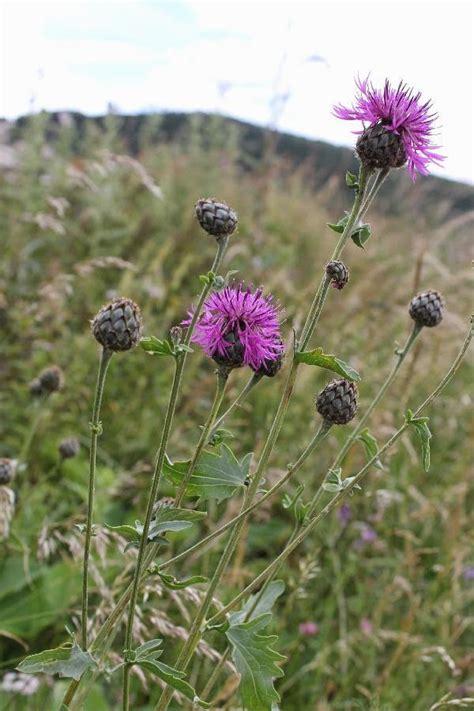 16 Plantas Silvestres Para Identificar Guía De Jardín