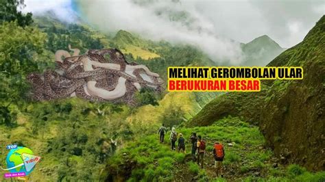 Kesaksian Warga Pendaki Melihat Gerombolan Ular Di Kaki Gunung Rinjani