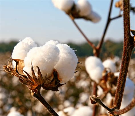 Albums 100 Pictures Images Of Cotton Fields Updated