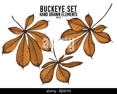 buckeye leaf - color set, buckeye leaf Stock Vector Image & Art - Alamy