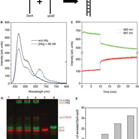 Translation Regulation Of Rpos By Dsra And Fret Assay A Proposed