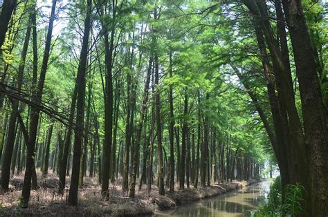 池杉和水杉的区别 池杉树 池杉树图片 第14页 大山谷图库