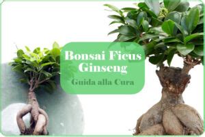 Come Curare Un Bonsai Di Ficus Ginseng Cura Dalla A Alla Z