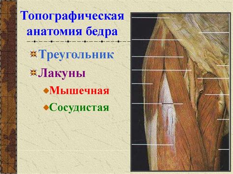 Топографическая анатомия - презентация онлайн