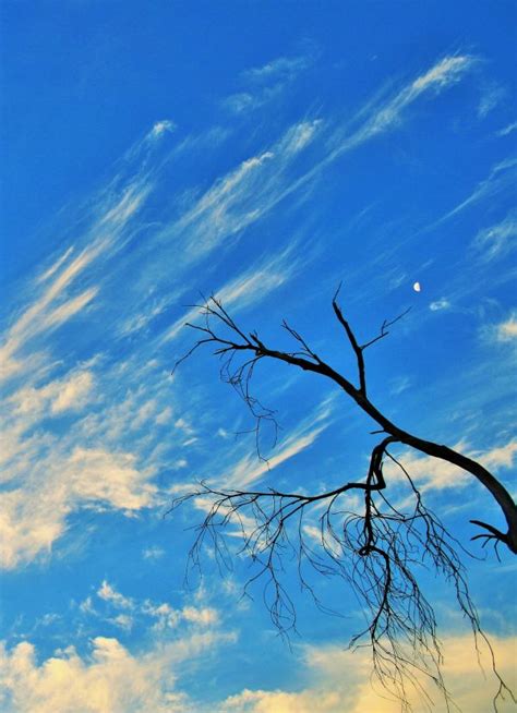 Free Images Tree Nature Branch Cloud Sky Sunlight Leaf Flower