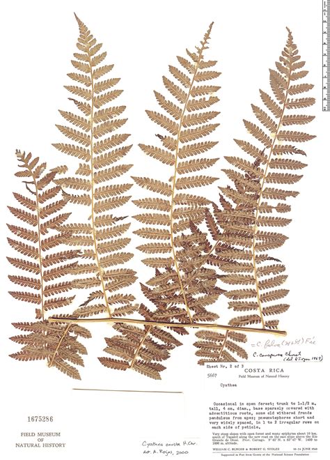 Cyathea onusta Herbário Rapid Reference The Field Museum