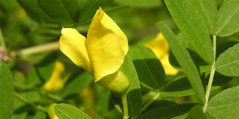 Акация желтая, карагана древовидная – Caragana arborescens – Карагана ...