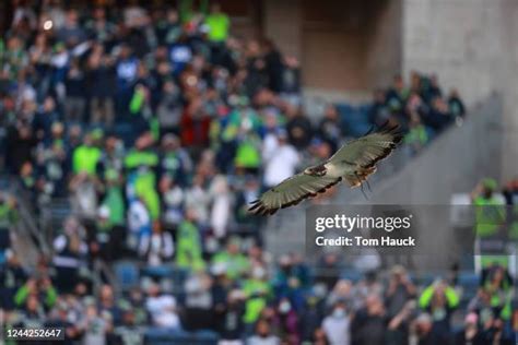 49 Taima The Hawk Stock Photos, High-Res Pictures, and Images - Getty ...