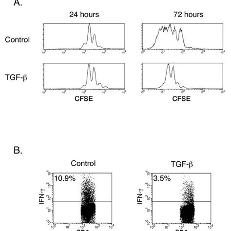 Effect of in vitro exposure to TGF β on CD8 T cells functionality