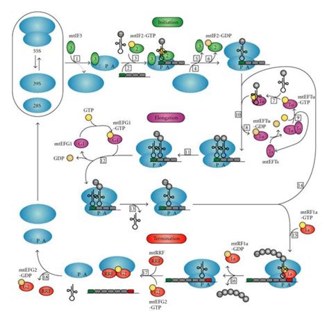 Frontiers Mitochondrial Protein Translation Emerging Roles Off